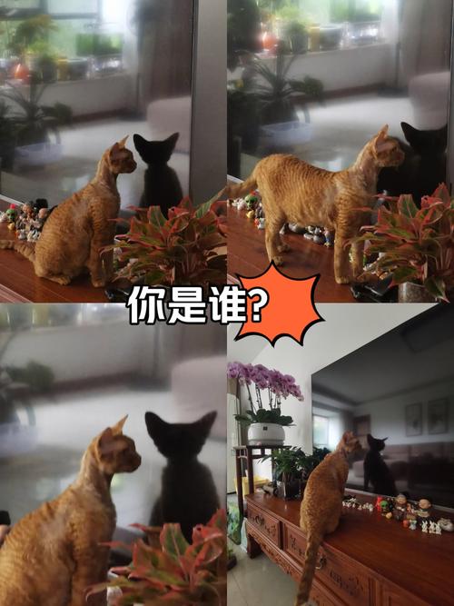 和影子作战：小猫与激光笔的逗趣游戏