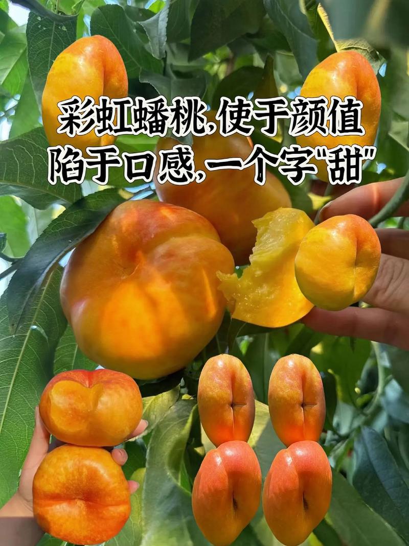 大乐斗蟠桃使用技巧：提升战力的小秘密