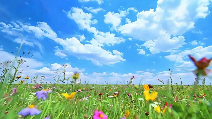 野花视频在线观看免费下载，手机电脑都能看
