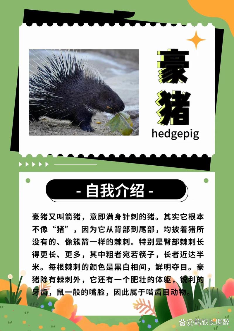bt猪是什么？一篇文章带你了解bt猪的那些事儿！
