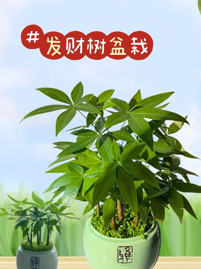 摇钱树树苗网上买靠谱吗？内行人告诉你！