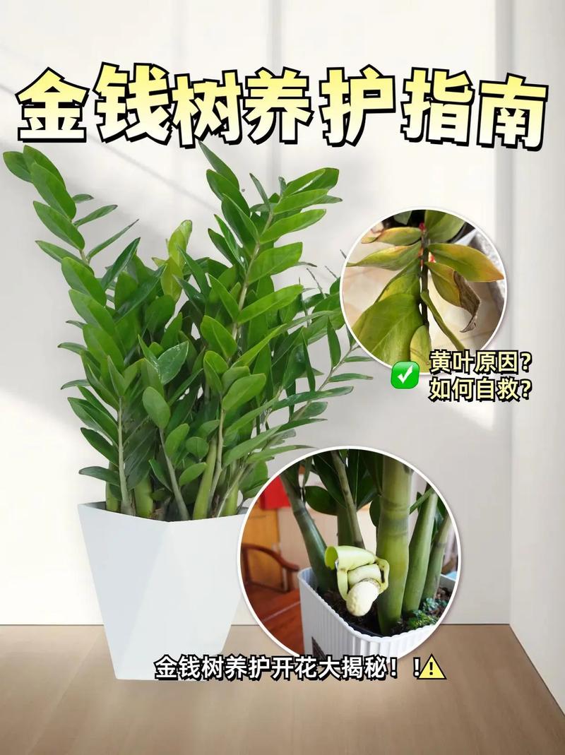 摇钱树树苗网上买靠谱吗？内行人告诉你！