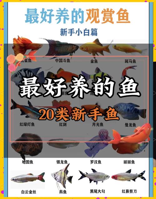华丽荧光鱼怎么养？新手也能养好的几个小技巧！