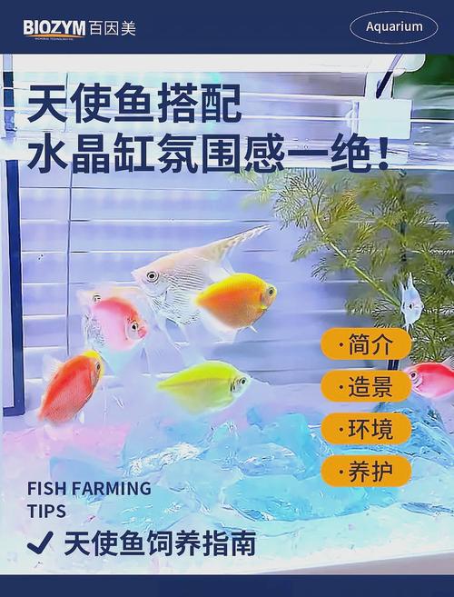 华丽荧光鱼怎么养？新手也能养好的几个小技巧！