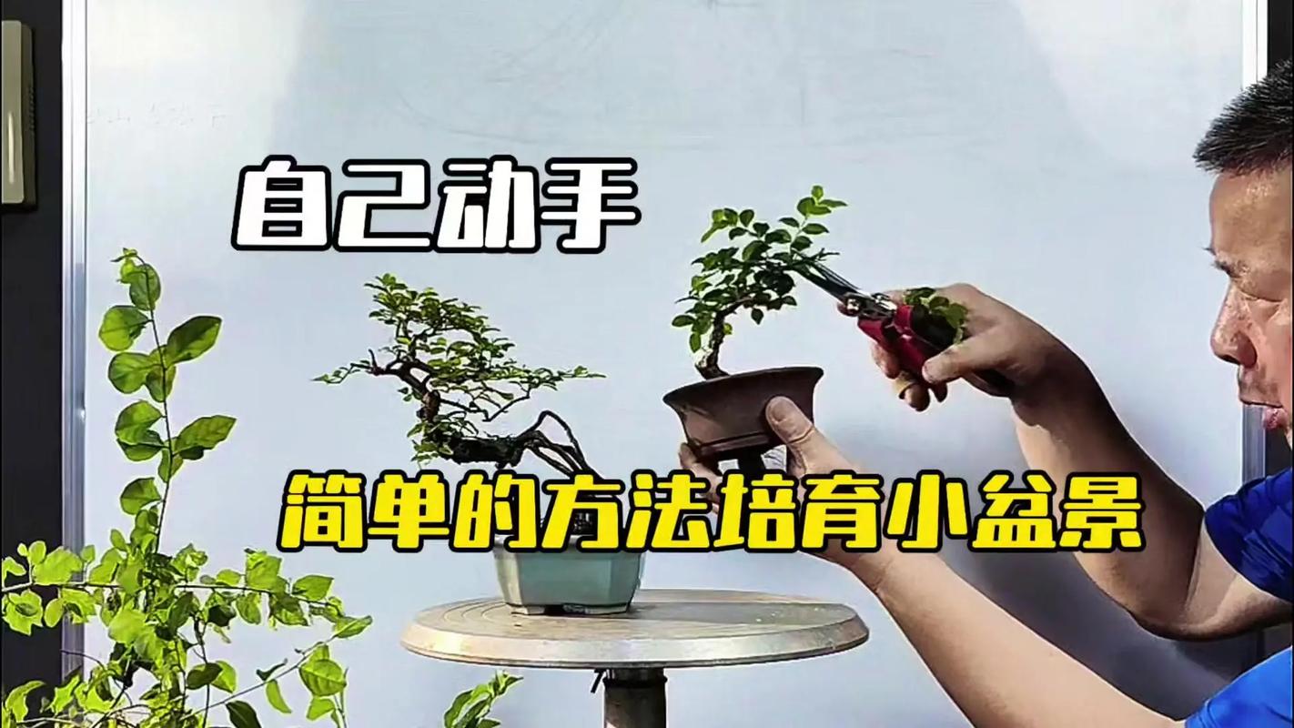 植物精灵怎么养？这几个小技巧让它爆盆！