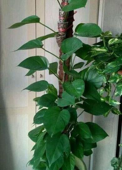 植物精灵怎么养？这几个小技巧让它爆盆！