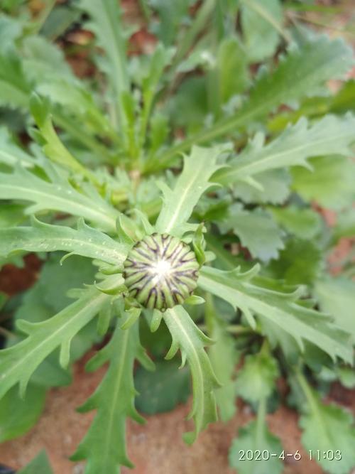 花之灵多少钱？不同品种的花之灵价格揭秘！