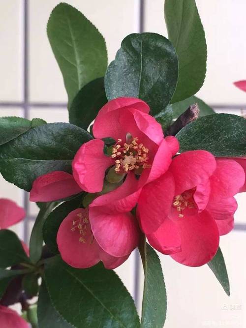 花之灵多少钱？不同品种的花之灵价格揭秘！
