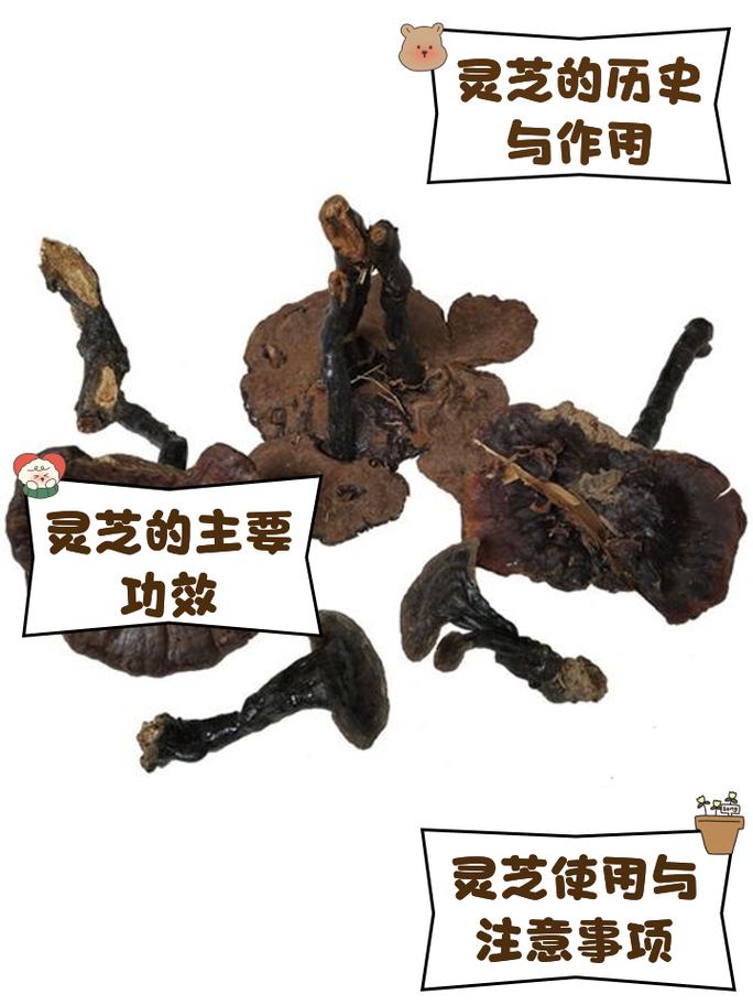 海灵芝哪里有卖的？购买渠道和注意事项！