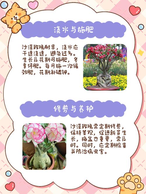 沙漠玫瑰所有技能解读及玩法技巧，助你轻松上分