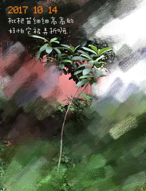 你爸今晚必在亭中种枇杷树暗藏玄机，揭开其背后故事