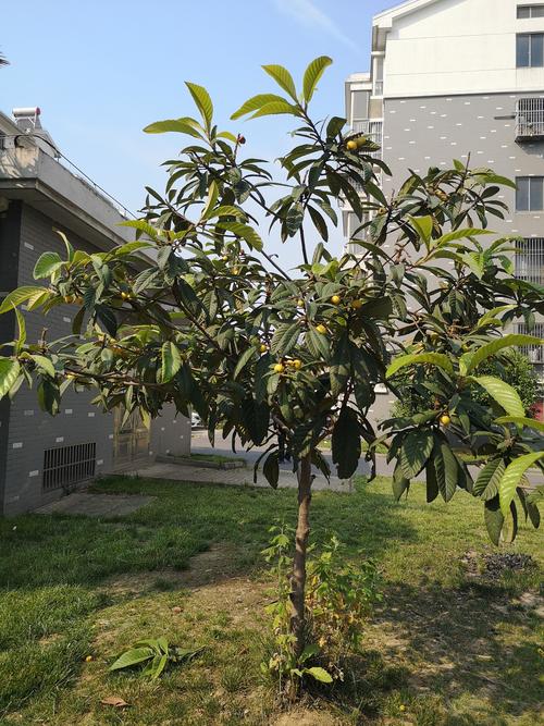 你爸今晚必在亭中种枇杷树暗藏玄机，揭开其背后故事