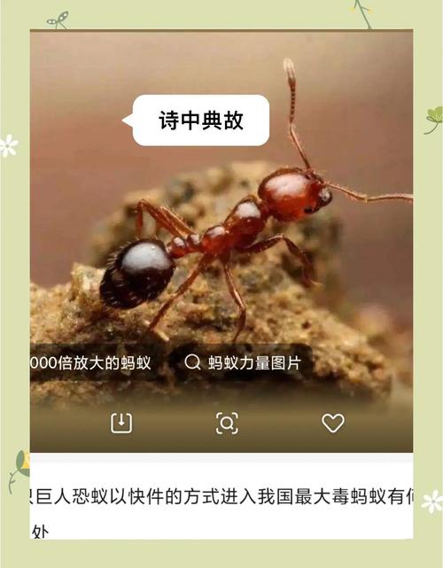 古代粉底的秘密：蚂蚁庄园为你揭晓答案