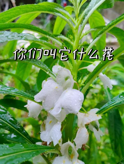 指甲花其实是啥？揭秘童年染指甲的植物秘密！