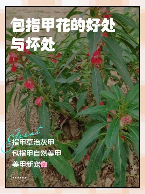 指甲花其实是啥？揭秘童年染指甲的植物秘密！