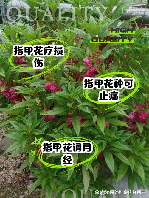 指甲花其实是啥？揭秘童年染指甲的植物秘密！