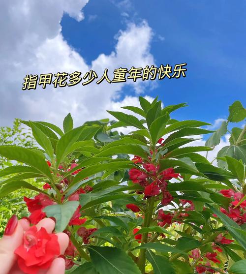 指甲花其实是啥？揭秘童年染指甲的植物秘密！
