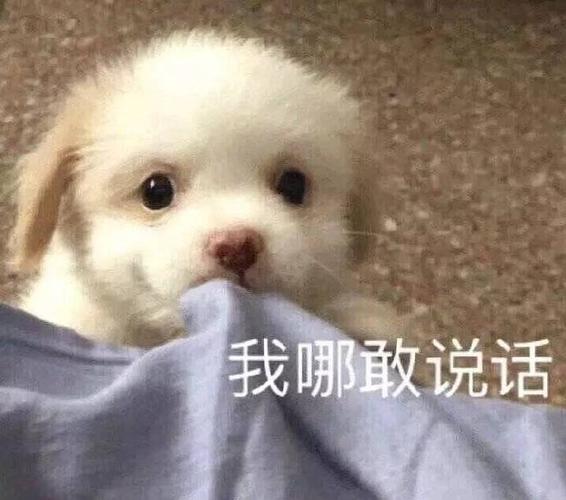 开端表情包免费下载，超多沙雕表情等你收藏