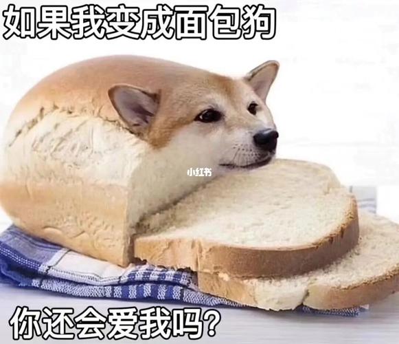 “面包狗”表情包是什么意思？这梗到底怎么来的？