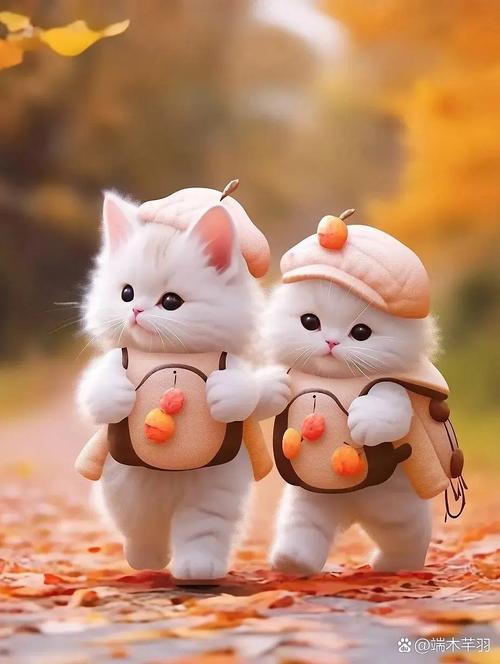 戴帽子的猫有多可爱？萌宠照片大放送！