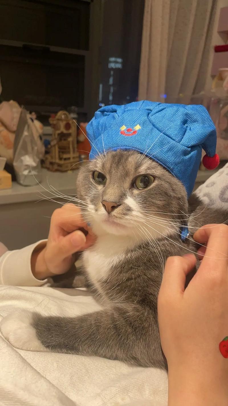 戴帽子的猫有多可爱？萌宠照片大放送！