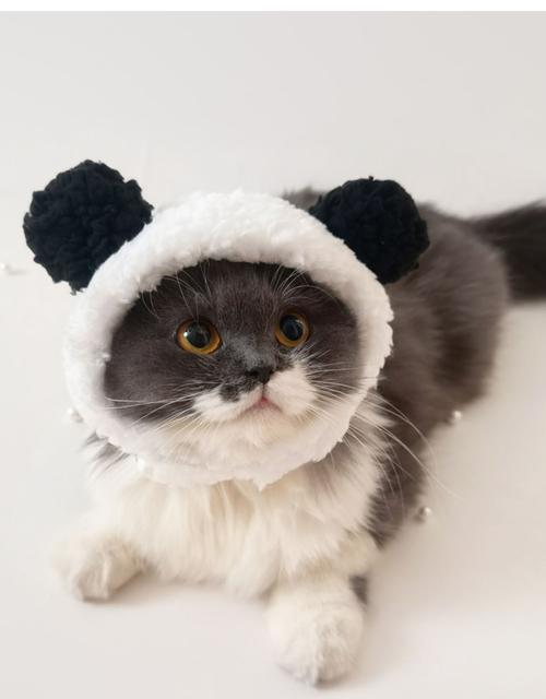 戴帽子的猫有多可爱？萌宠照片大放送！
