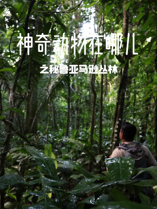 亚马逊丛林探秘：寻找传说中的独眼小怪