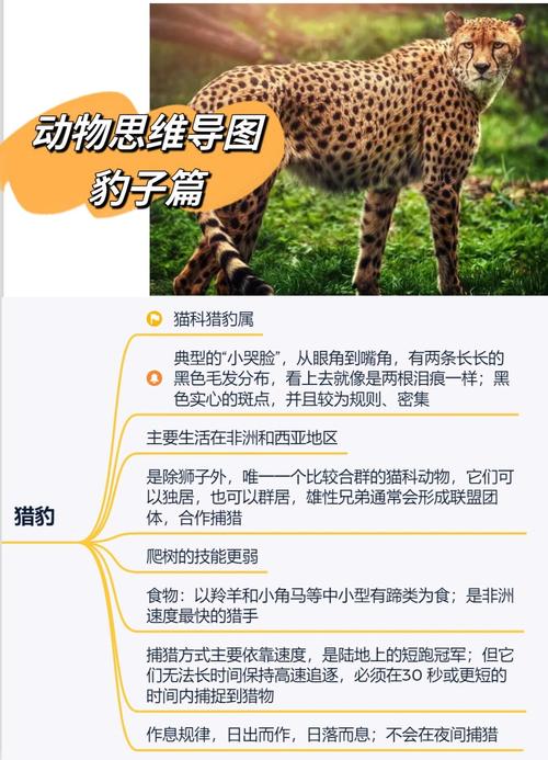 最全金钱豹攻略：图文详解，简单易懂，一看就会