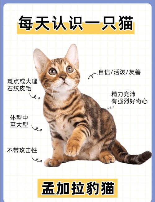 最全金钱豹攻略：图文详解，简单易懂，一看就会