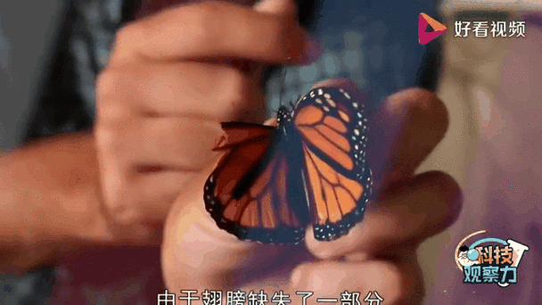 受伤的翅膀：这首歌，适合在深夜静静聆听