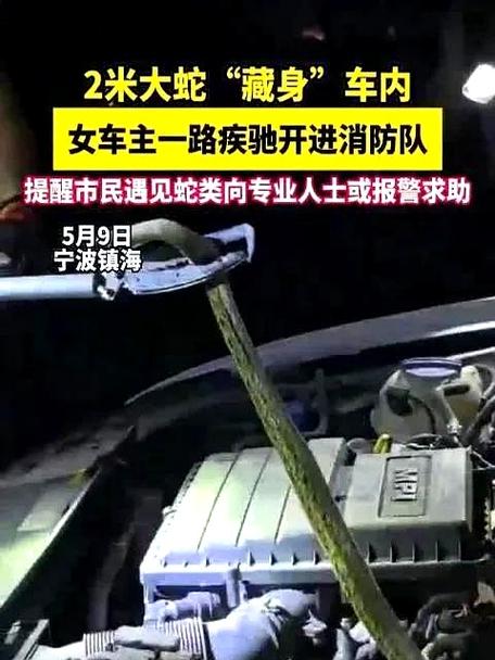 机舱惊魂：飞机上发现蛇，乘客如何应对？