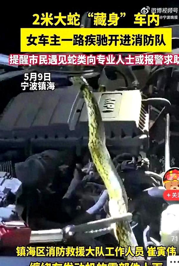 机舱惊魂：飞机上发现蛇，乘客如何应对？