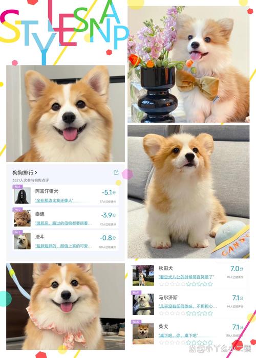 柯基捷径库：你的iOS快捷指令神器，效率提升利器