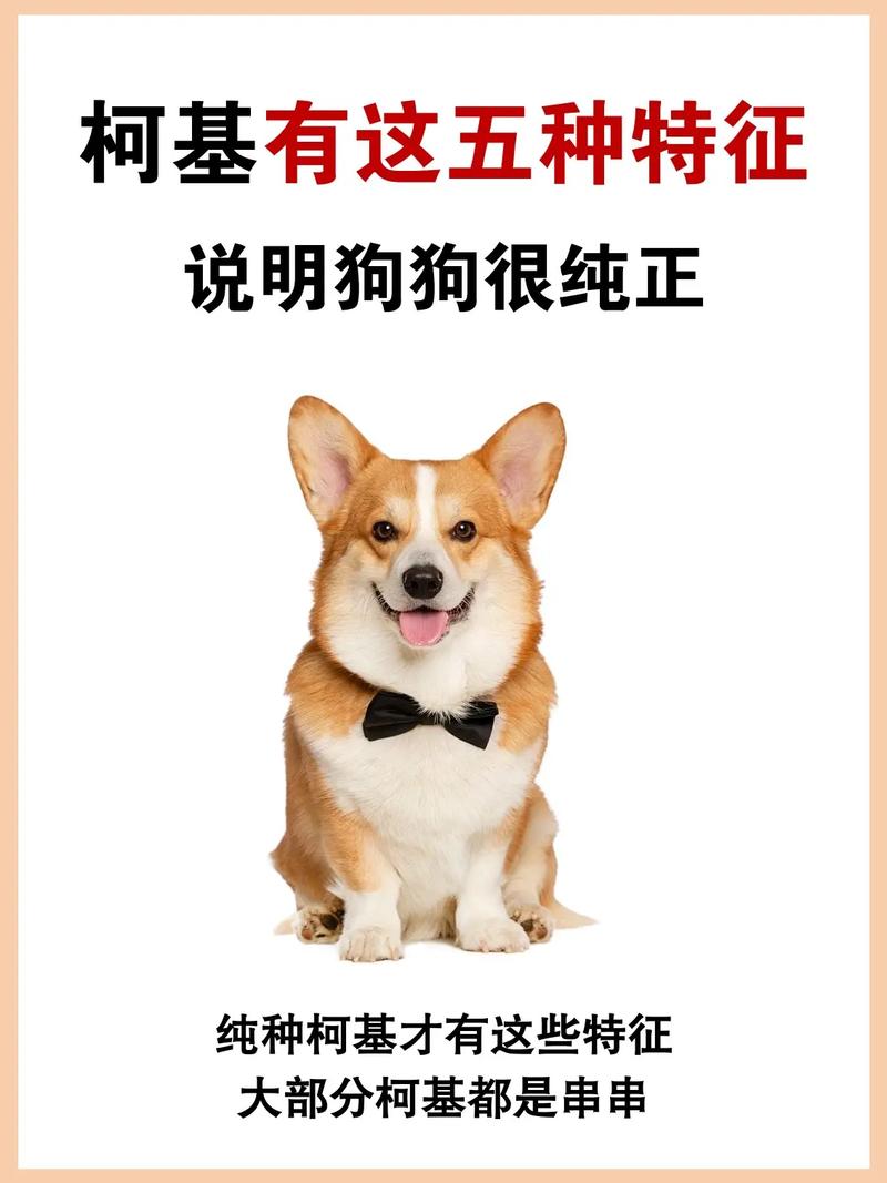 柯基捷径库：你的iOS快捷指令神器，效率提升利器