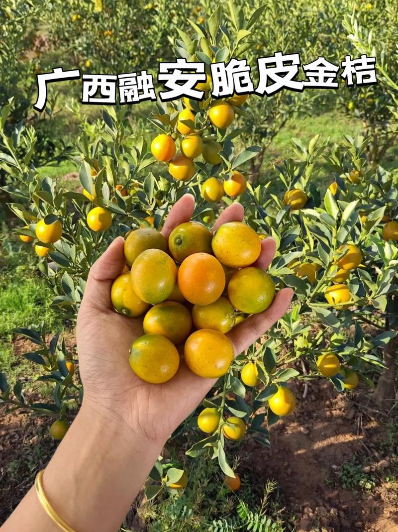 感受阳光的味道：小橘子的召唤，满满的维C