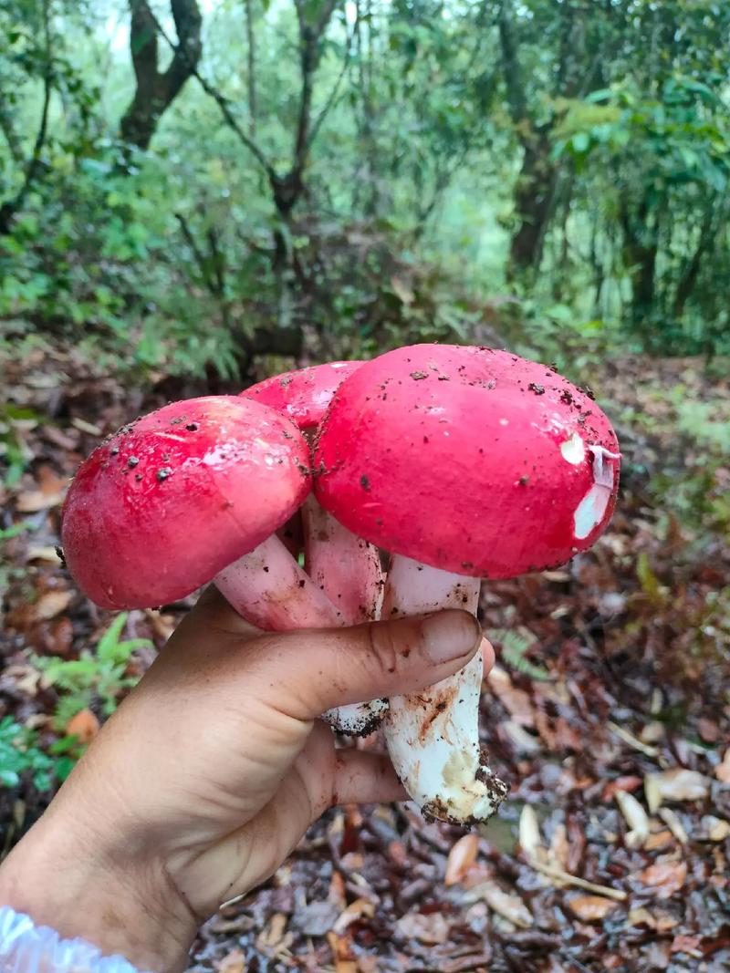 红伞伞白杆杆真的能致命吗？一文了解蘑菇中毒