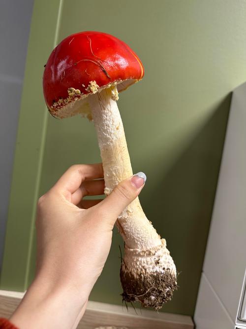 红伞伞白杆杆真的能致命吗？一文了解蘑菇中毒