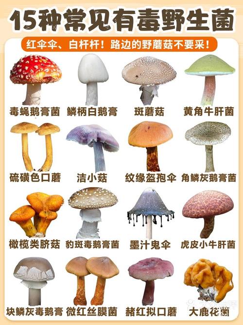 红伞伞白杆杆真的能致命吗？一文了解蘑菇中毒