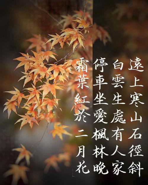 想了解霜月红于二月花？这几点知识你一定要知道！