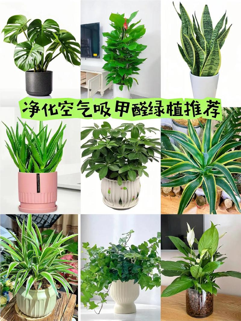 以下哪种植物能净化空气？新家装修后必备这几种！