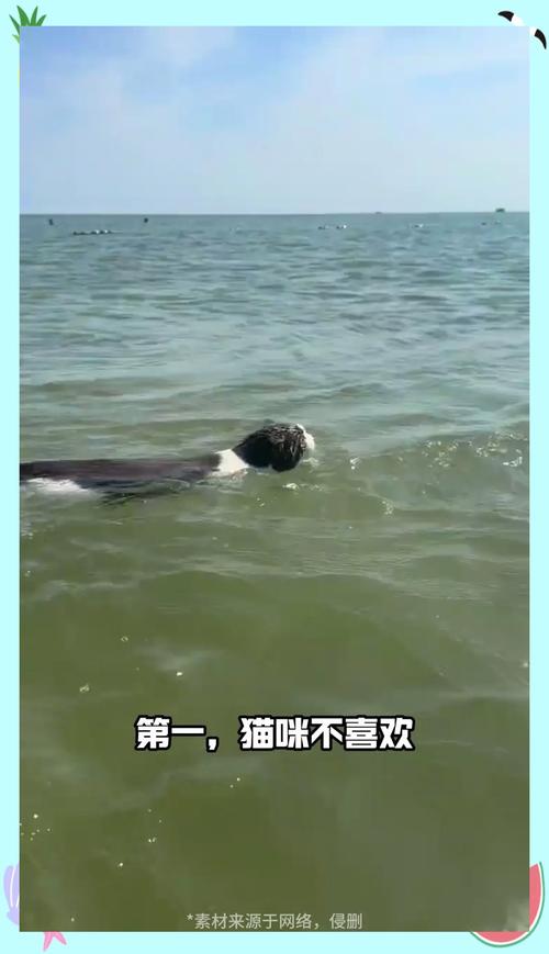 什么动物最怕水？它们为啥怕水真相曝光！