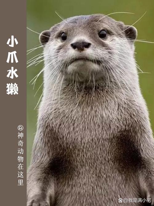 什么动物最怕水？它们为啥怕水真相曝光！