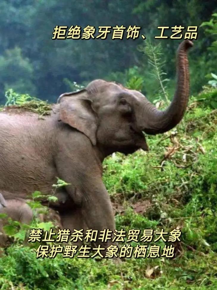 象群的首领是什么？快速识别领袖的5个特征要点！