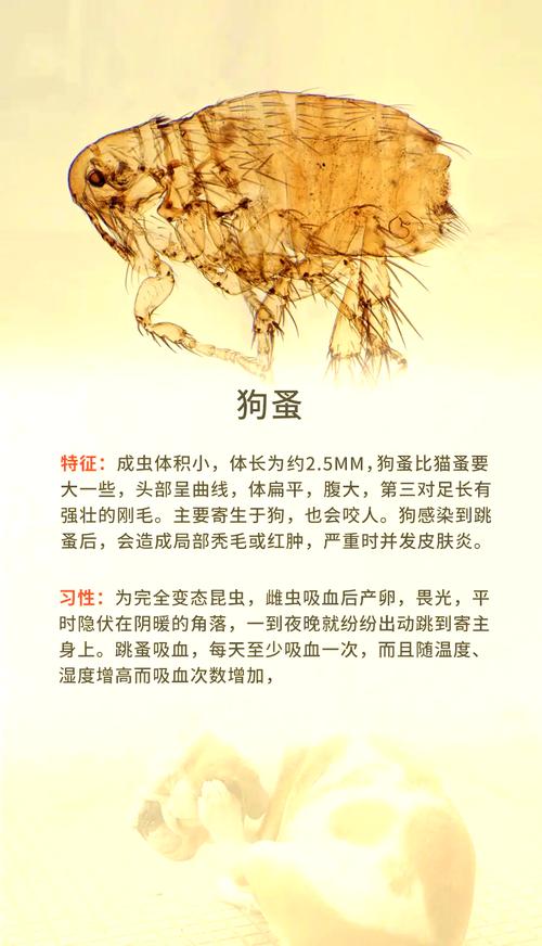 哪种植物会寄生在宠物身上？识别这些危险种类保护动物健康！