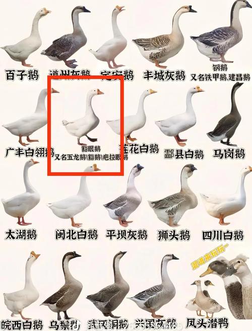 鹅的祖先是什么动物？探索恐龙后裔的真相！