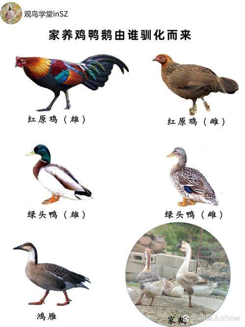 鹅的祖先是什么动物？探索恐龙后裔的真相！