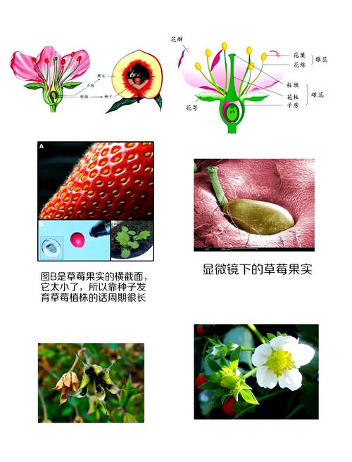 草莓到底是果实还是花托？答案居然这么简单