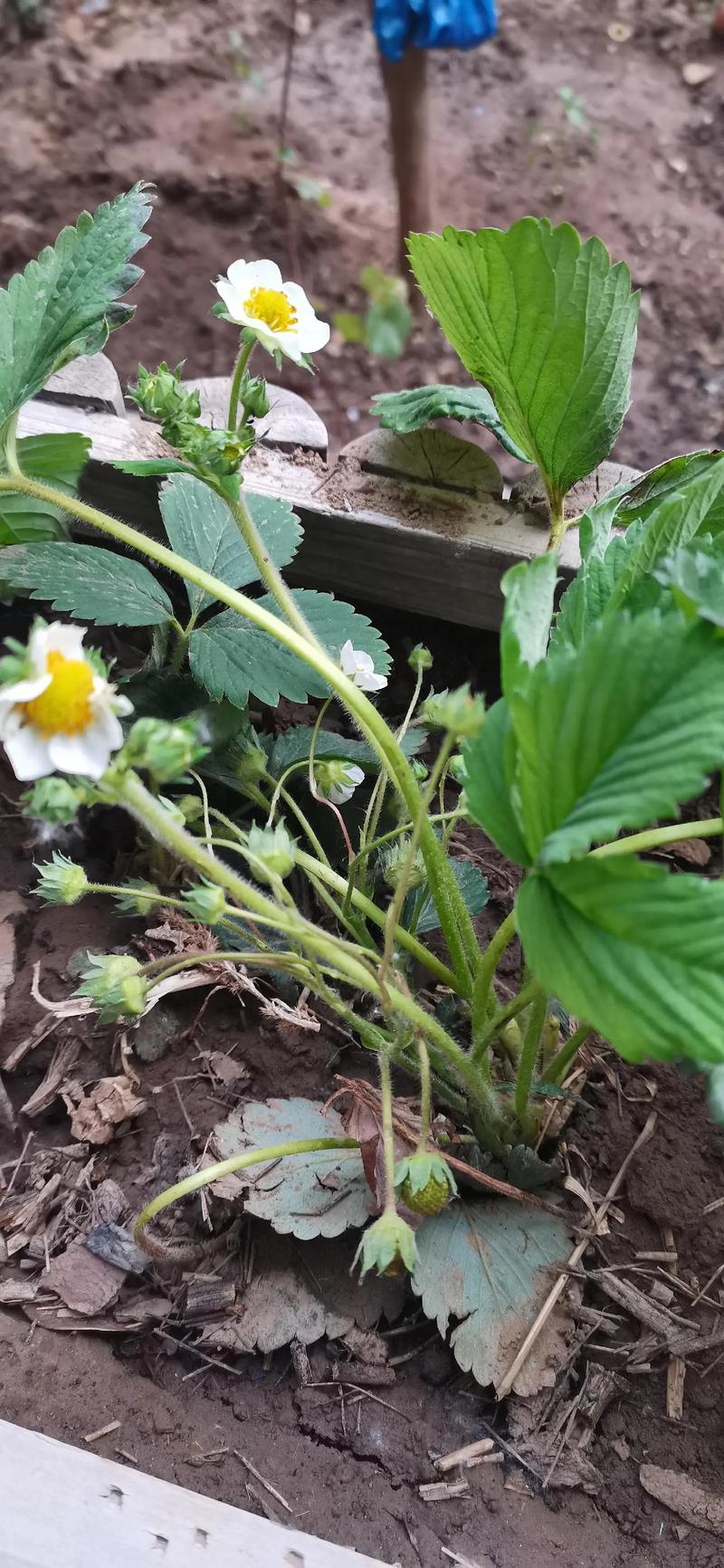 草莓到底是果实还是花托？答案居然这么简单