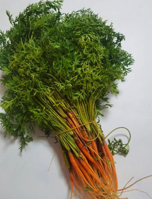 萝卜缨到底是哪块地方？大多数人搞错其实是绿叶子