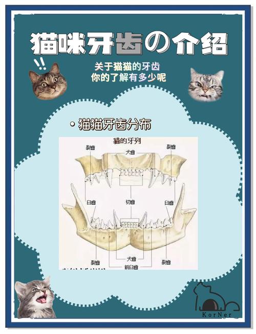 哪些动物一生都在换牙？科学家揭示换牙现象之谜！